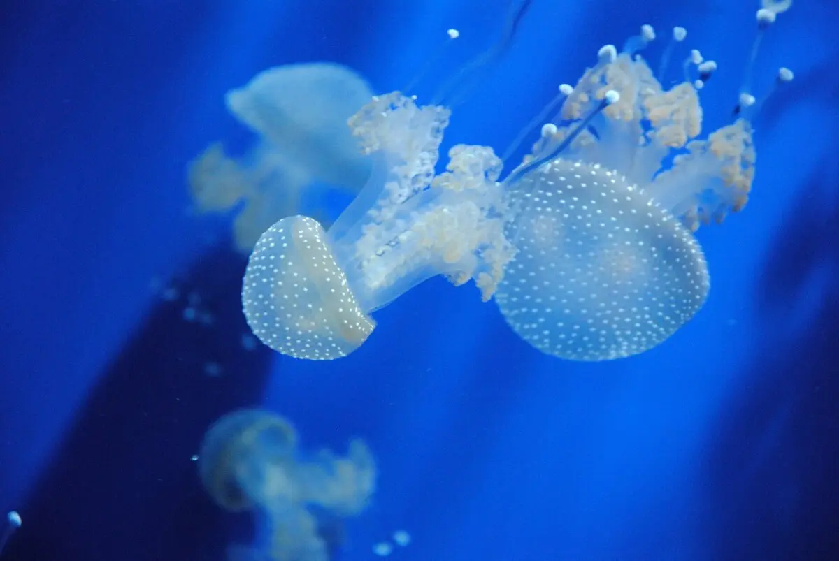 energia solar a partir de medusas y algas - Cómo comen las aguavivas