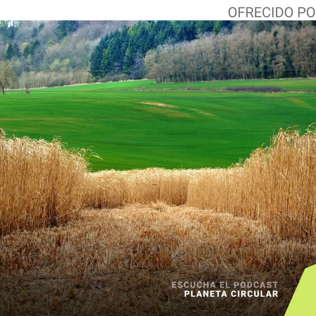 Energía renovable a partir de biomasa forestal - Cómo funciona la biomasa forestal energía renovable a partir de biomasa forestal - Cómo funciona la biomasa forestal