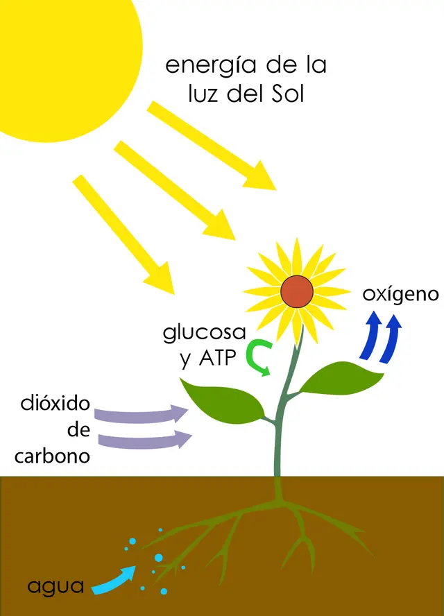 los cloropastos liberan energia o solo materia organica - Cuál es la función que cumple el cloroplasto