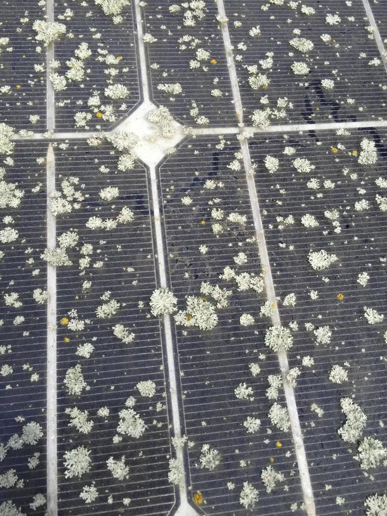 best way to clean lichen off solar panels - How do you remove lichen from solar panels UK