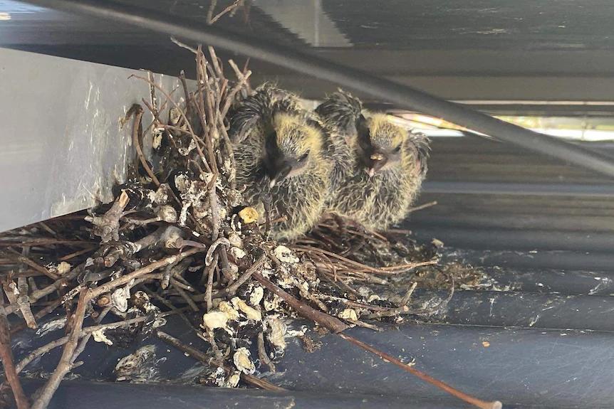 birds nesting under solar panels - How do you stop pigeons from nesting