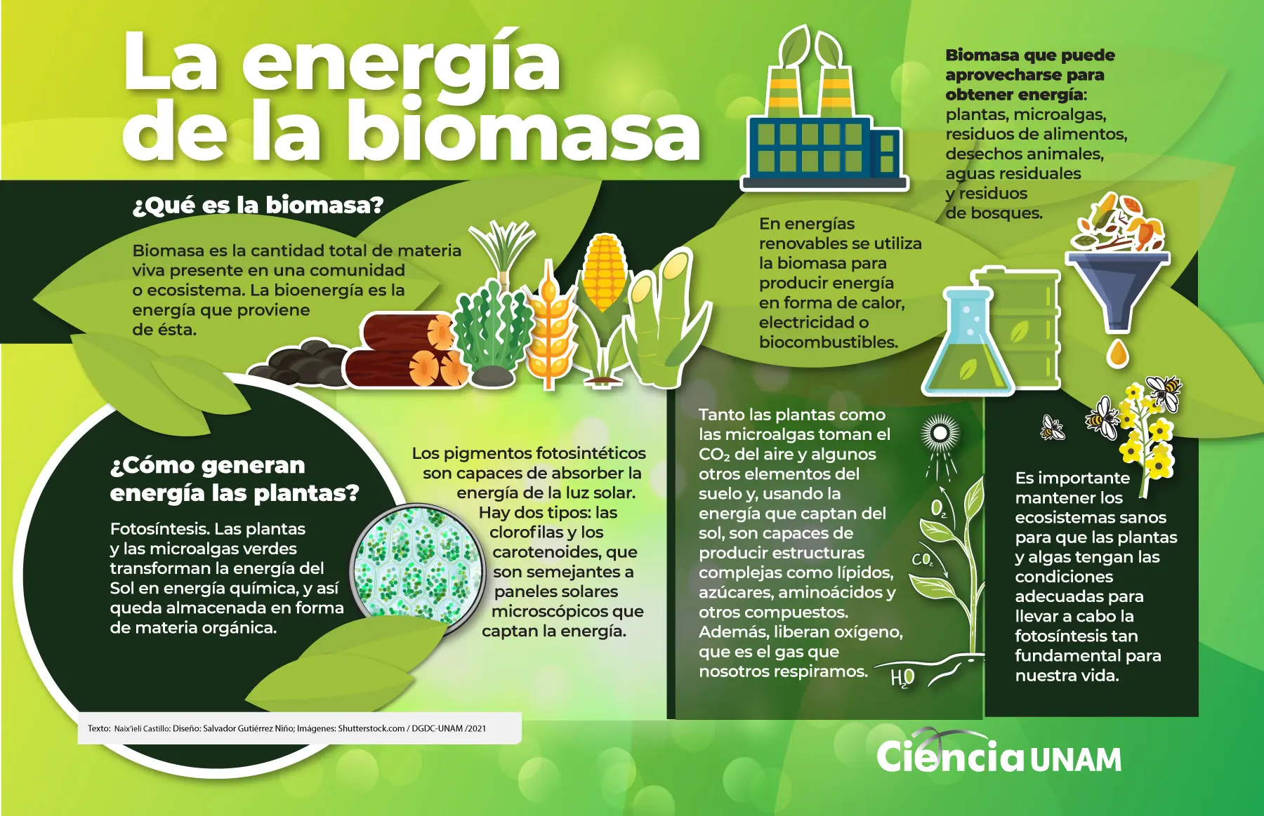 energías renovables bioenerxias - Qué es la bioenergía ejemplos