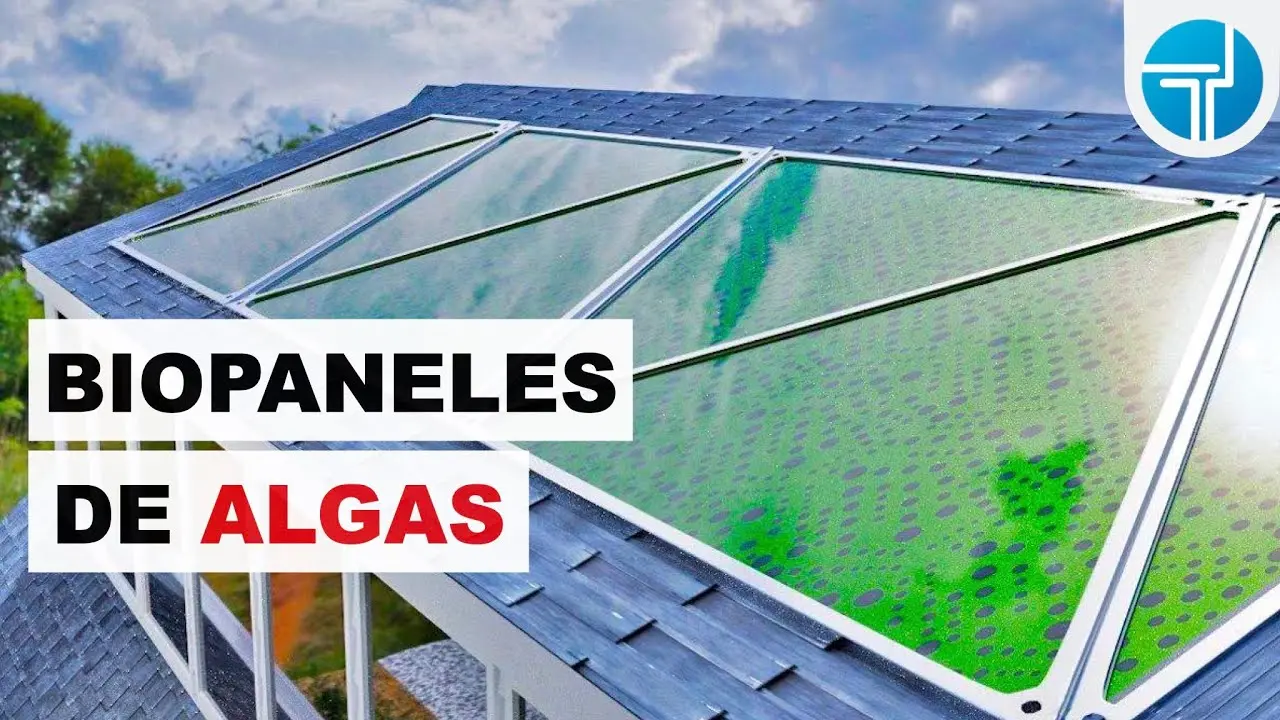 panel solar de algas - Qué son los paneles de alga
