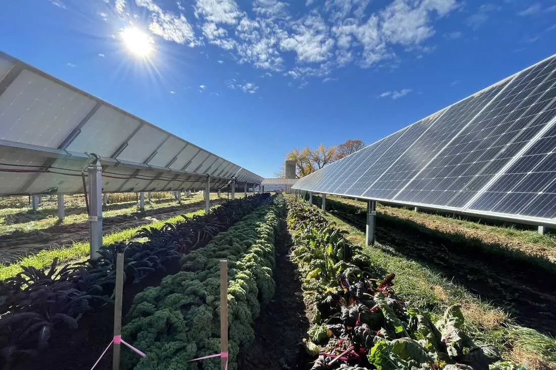 agriculture under solar panel - What can you put under solar panels